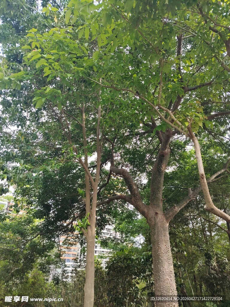 夏日葱郁树木景观