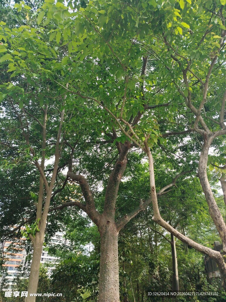 繁茂绿树