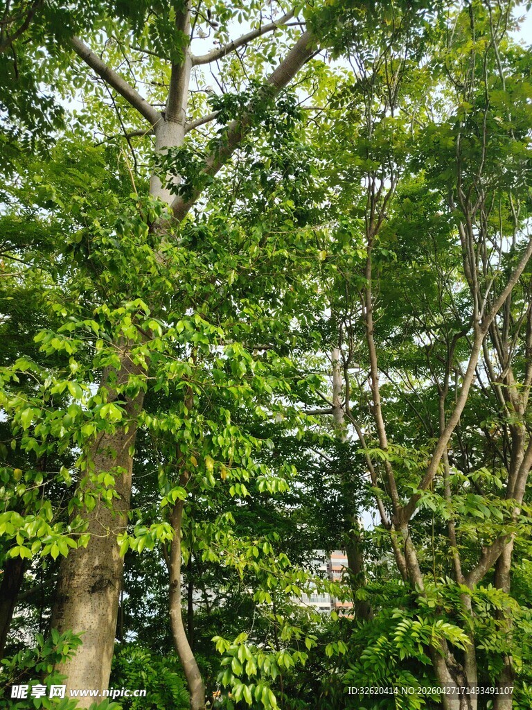 茂密绿意盎然的树木景观