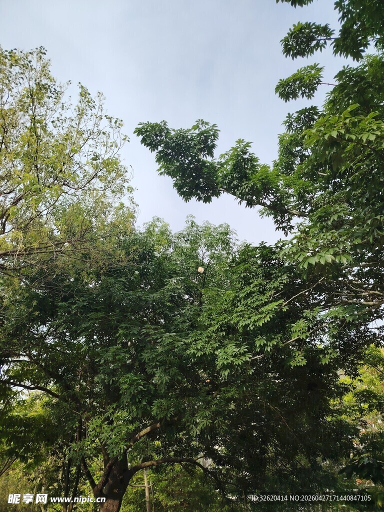 繁茂绿树展现自然生机