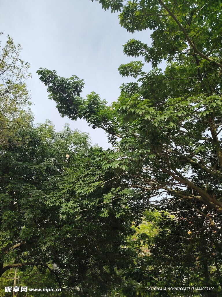 繁茂绿树