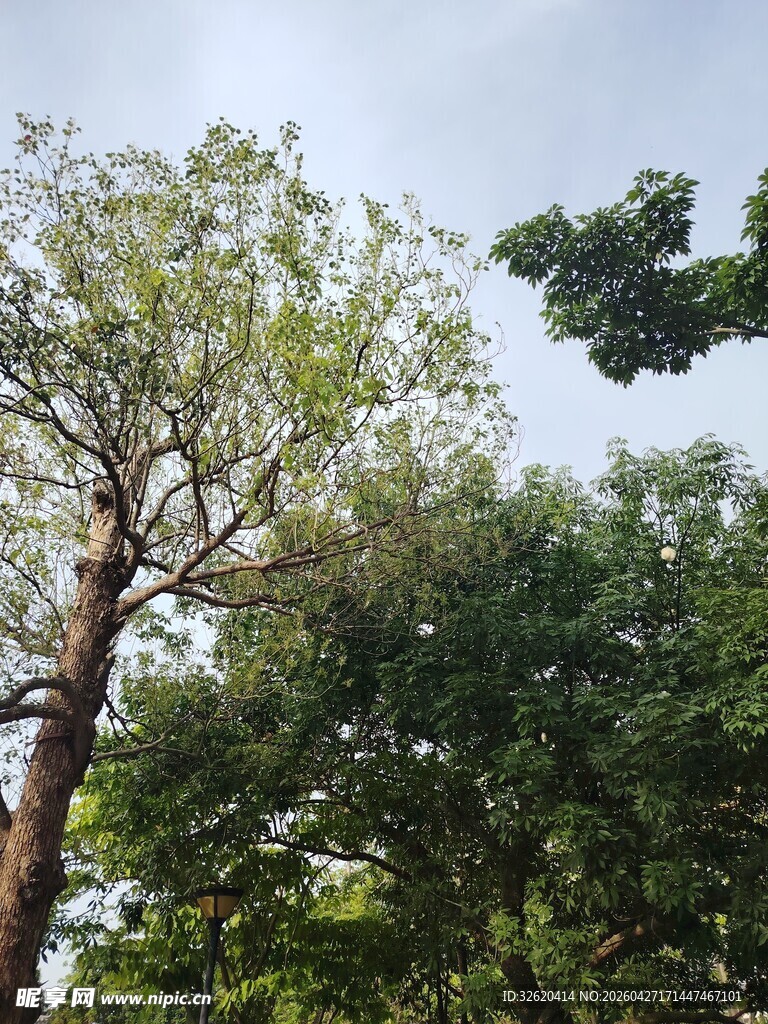 繁茂绿树仰拍景象