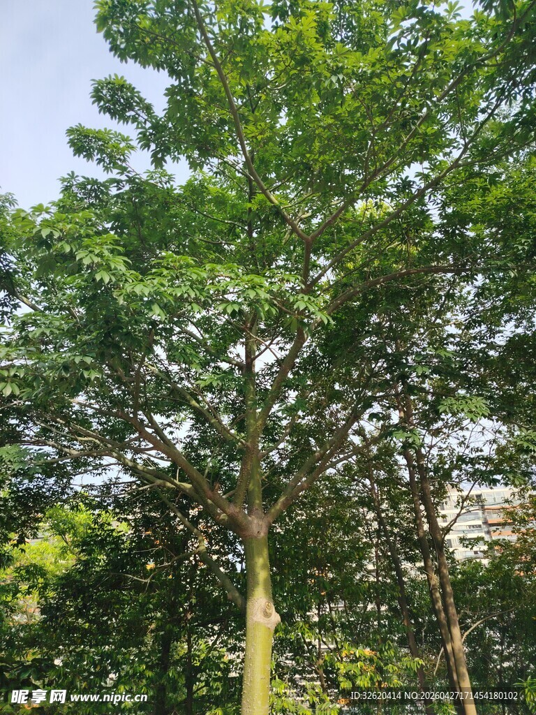 繁茂绿树展现自然生机