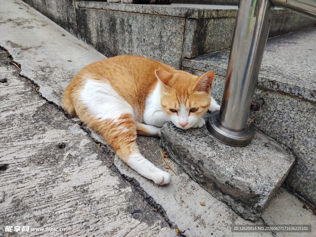 橘猫躺卧在石阶上小憩