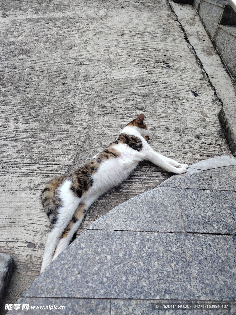 猫咪慵懒趴卧在石阶上