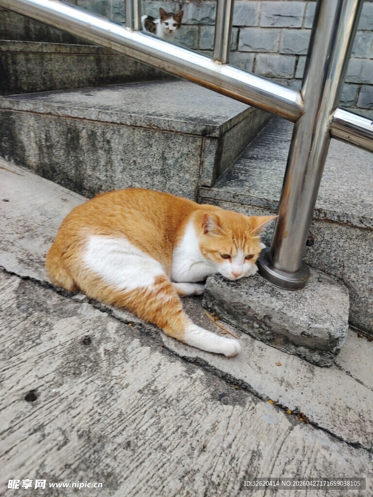 台阶上休憩的橘白猫咪