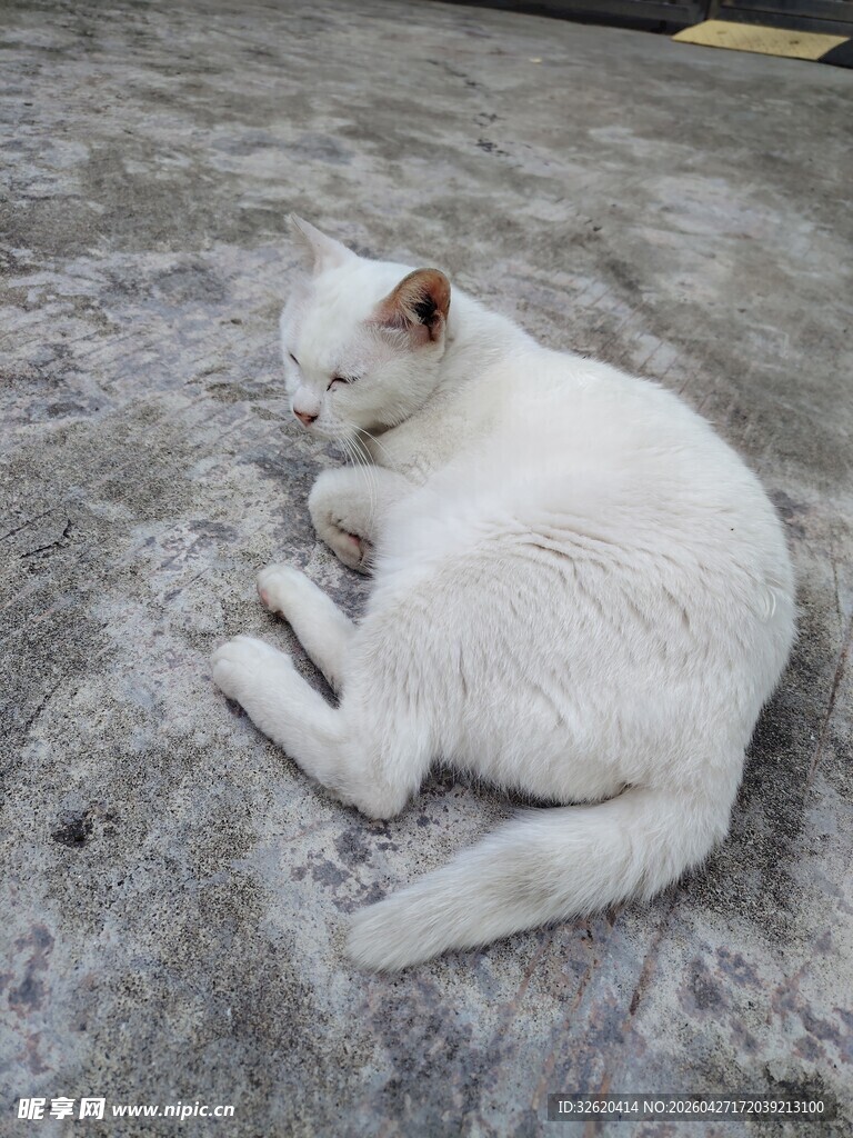 蜷卧的小白猫