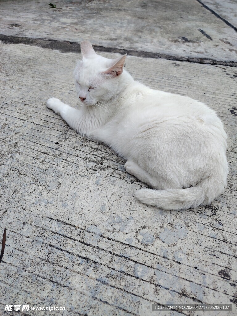 路边休憩的白色猫咪