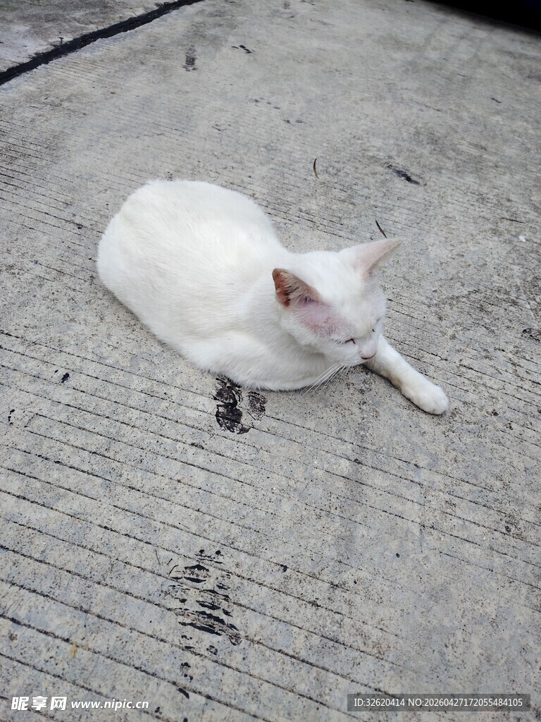 躺卧的白色猫咪