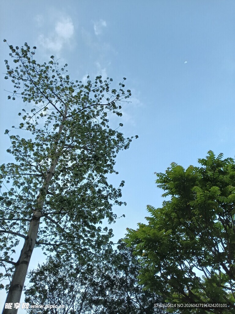 蓝天绿树