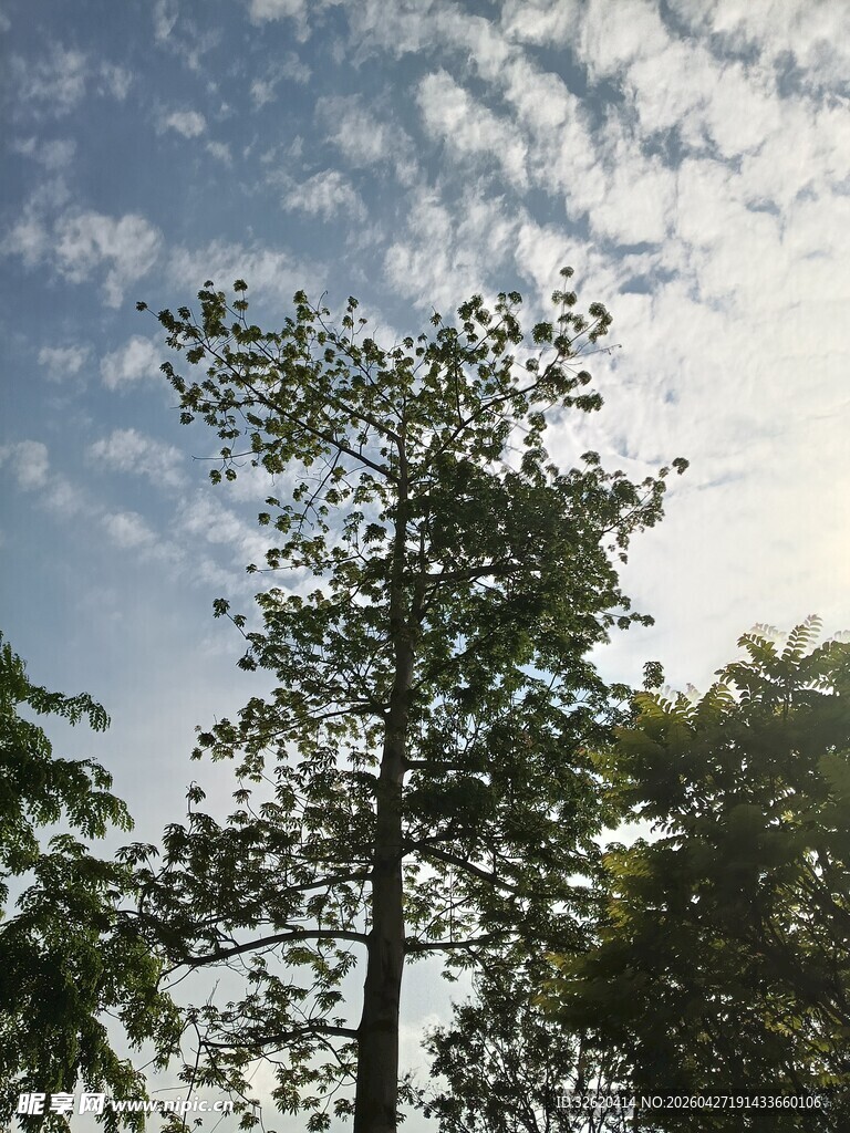 蓝天绿树间的清新景致