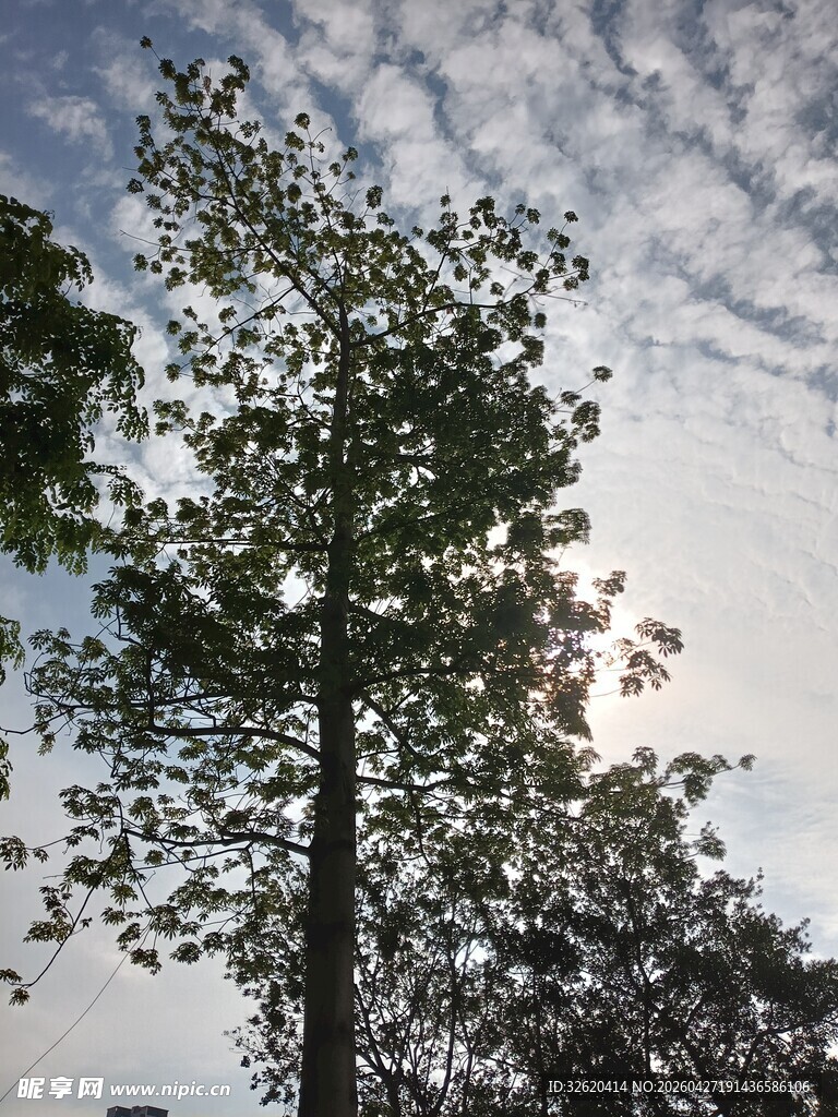 挺拔树木与天空相映成景