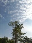 蓝天绿树间的清新景致