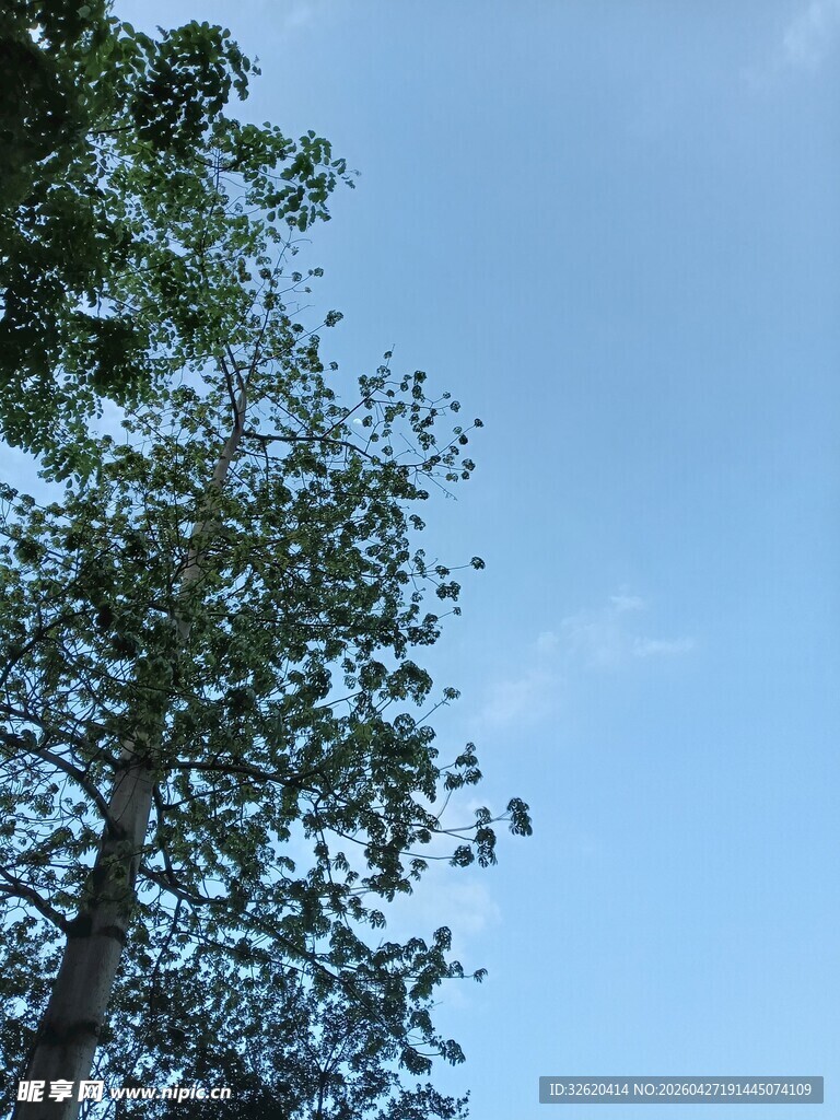 蓝天绿树风景