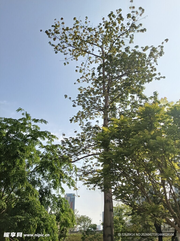 高大挺拔的树木