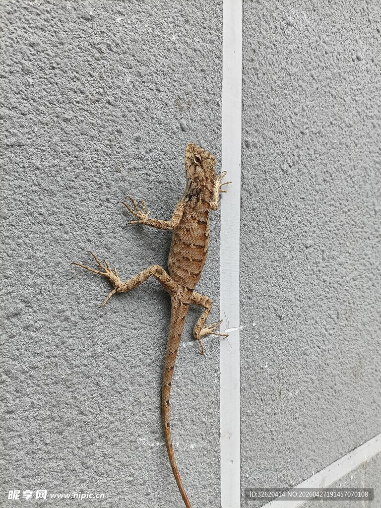 墙上的棕色蜥蜴