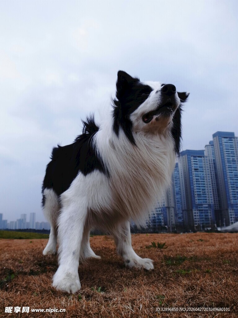 黑白边牧于城市野外站立