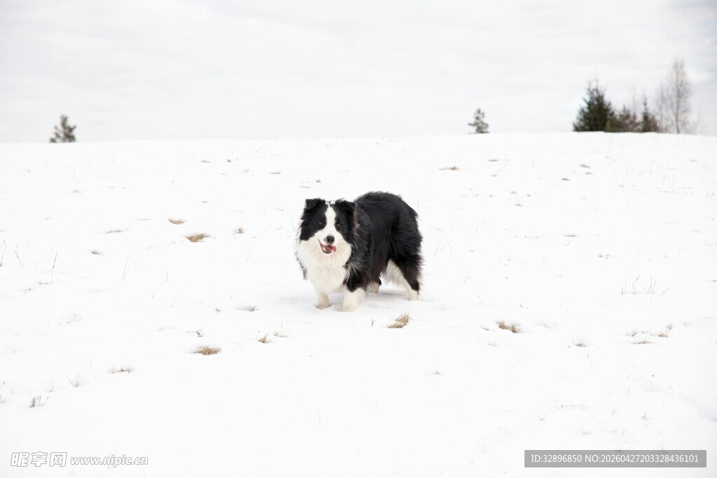 雪地中的黑白狗狗