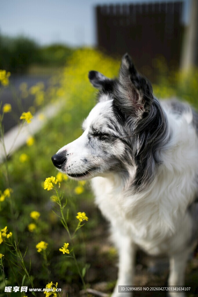 田园边的牧羊犬