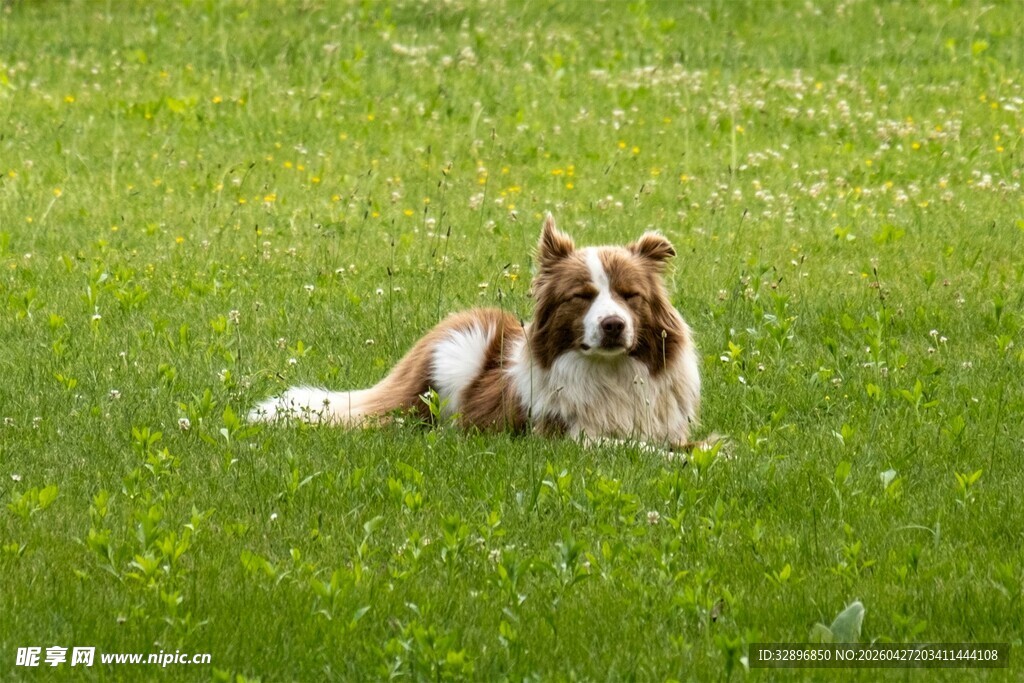 草地上休憩的可爱牧羊犬