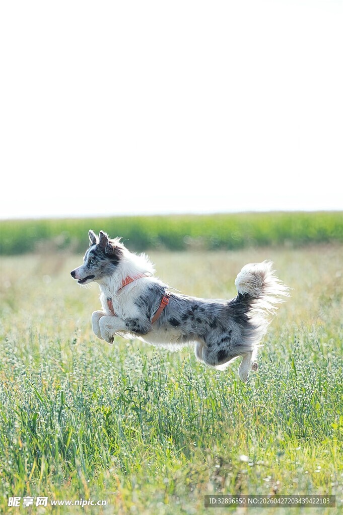 草原上跳跃的可爱牧羊犬