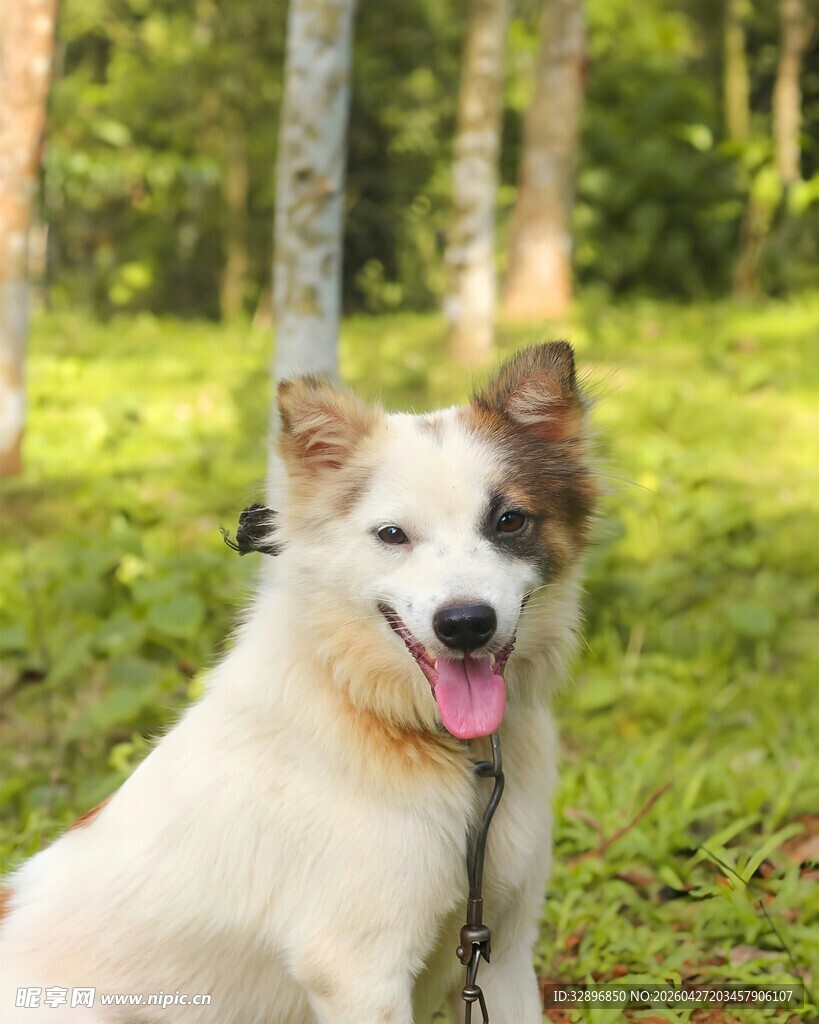 林间微笑的可爱狗狗