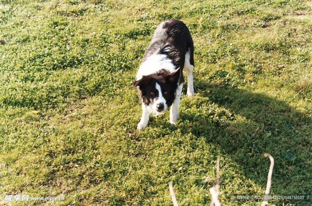 草地上的黑白小狗