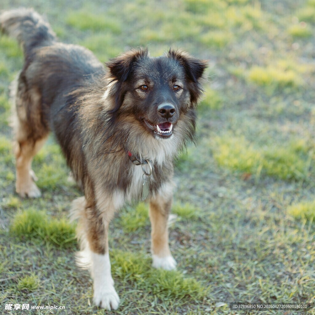 草地中的可爱混种犬