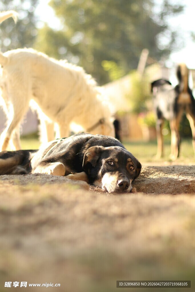 户外群犬嬉戏场景