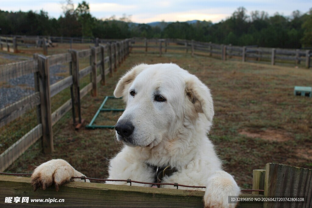 大白狗倚栏好奇张望