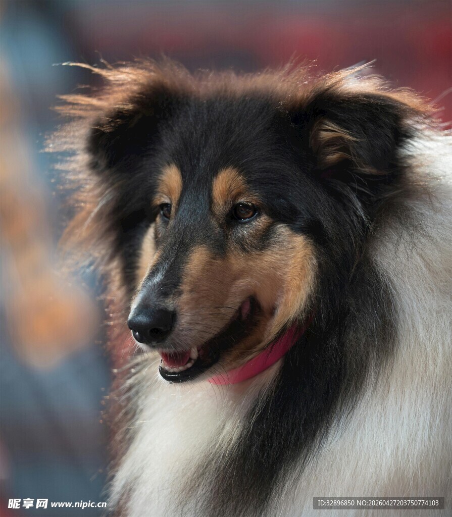可爱长毛牧羊犬特写