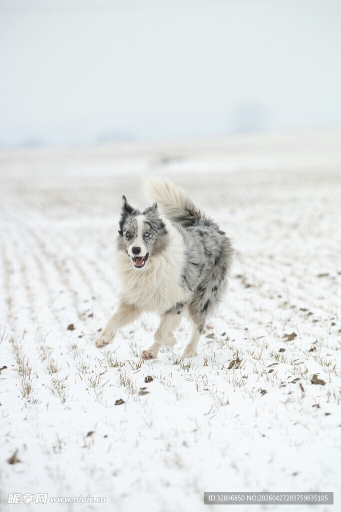 雪地中奔跑的边牧犬