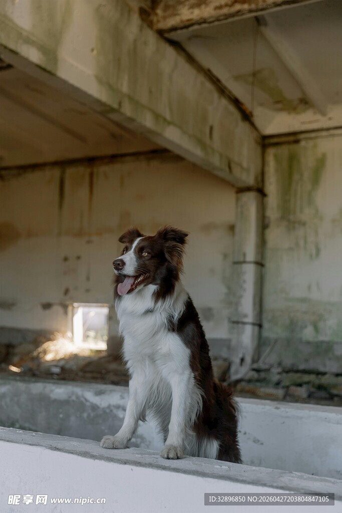 孤独小狗坐于破旧建筑中