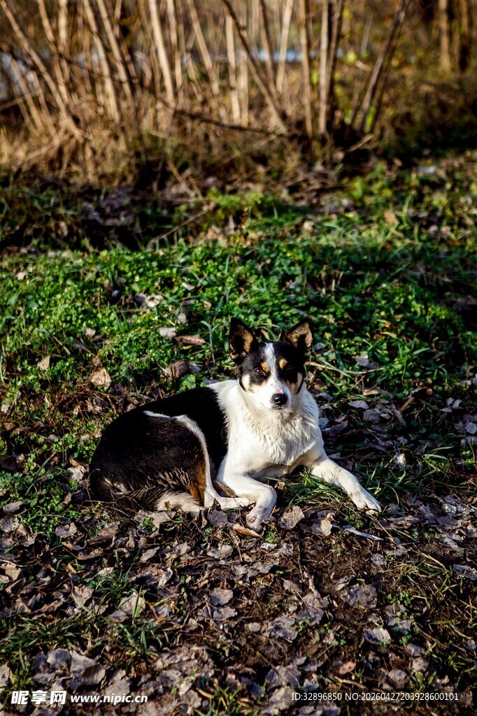 黑白犬休憩于绿植旁