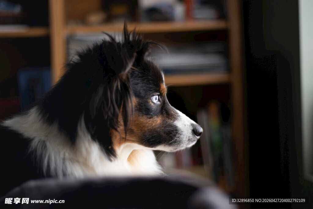 室内侧头的三色边牧犬