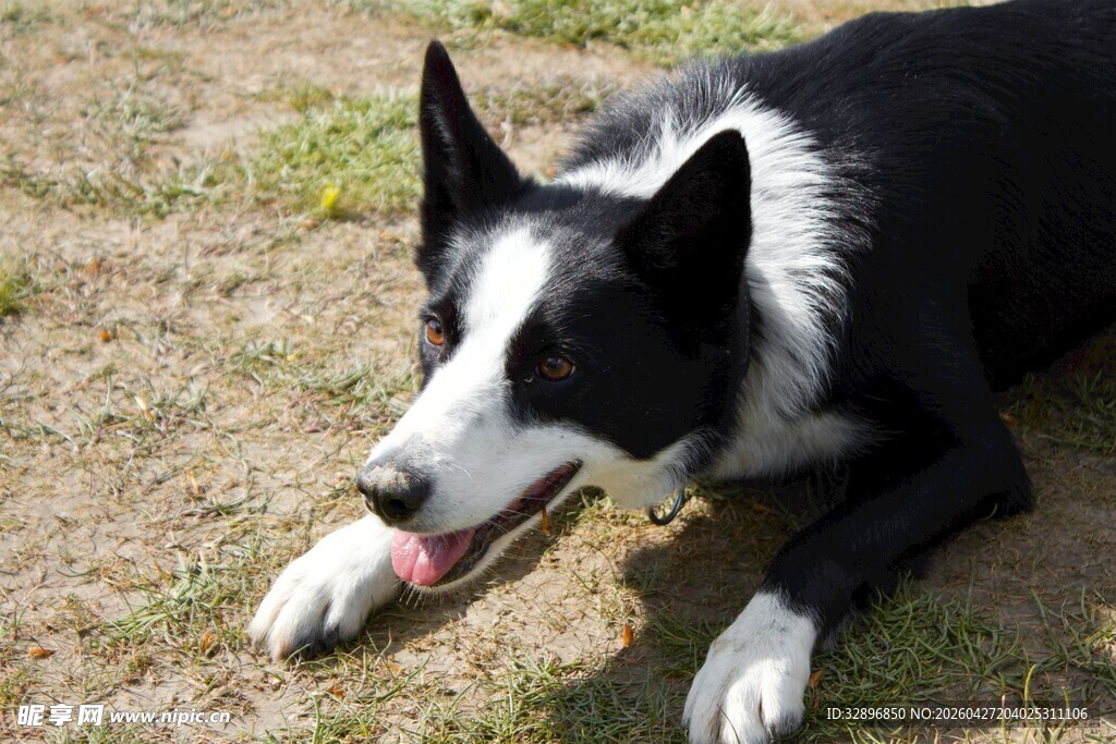 趴着的边牧犬