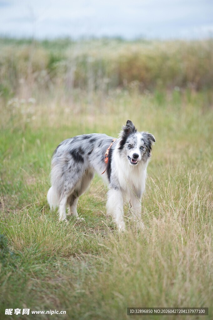 草地中的澳洲牧羊犬