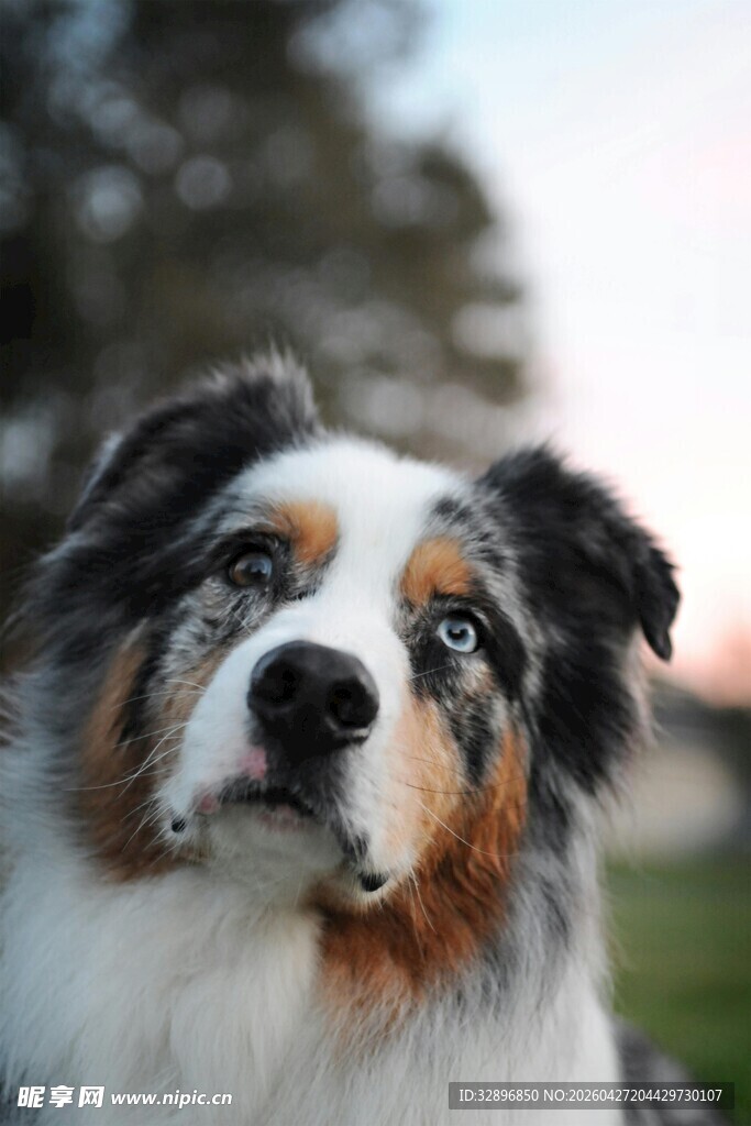 澳洲牧羊犬特写