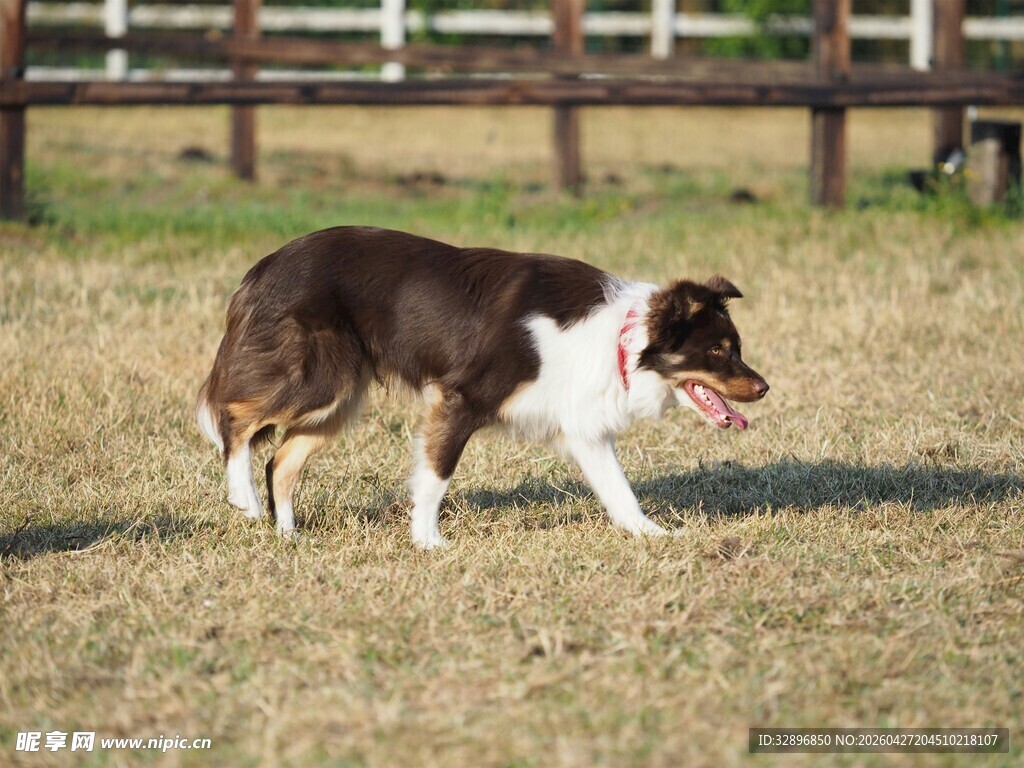 草地奔跑的边牧犬