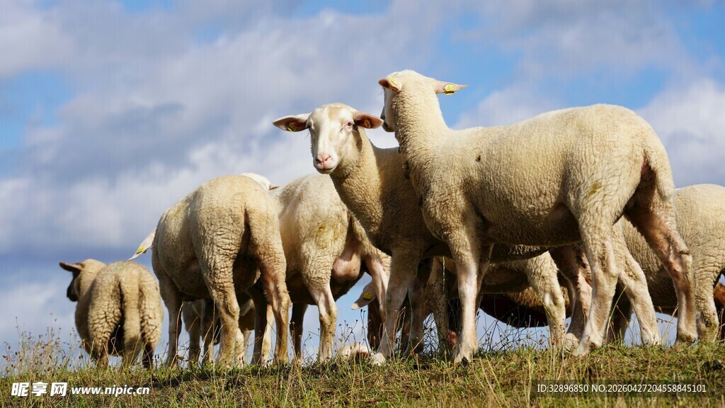 草原上的羊群