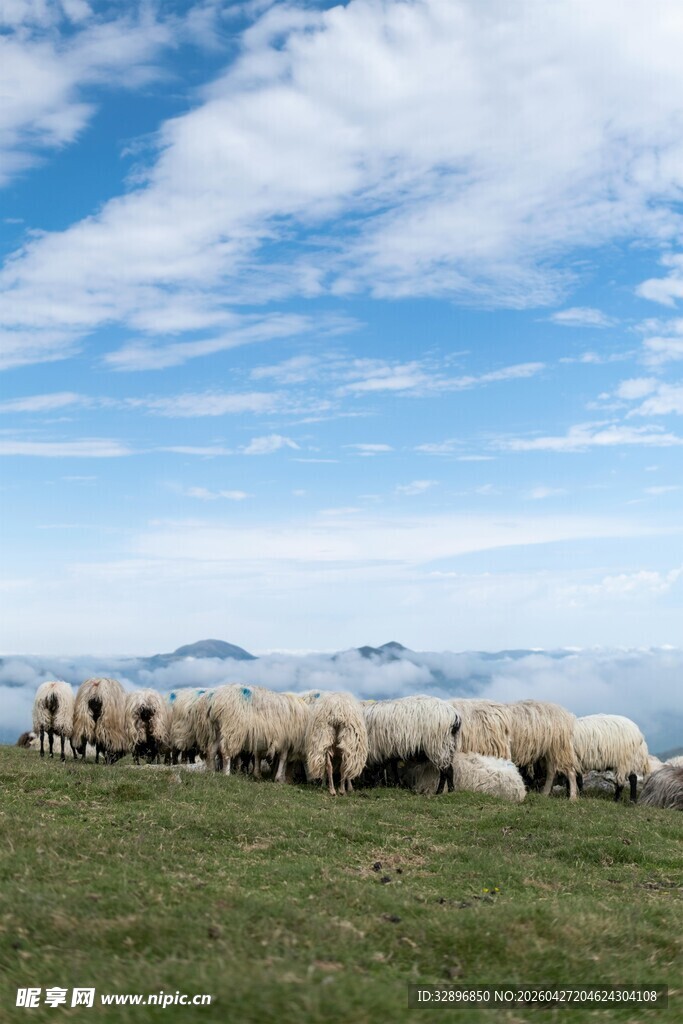 草原羊群与蓝天白云美景