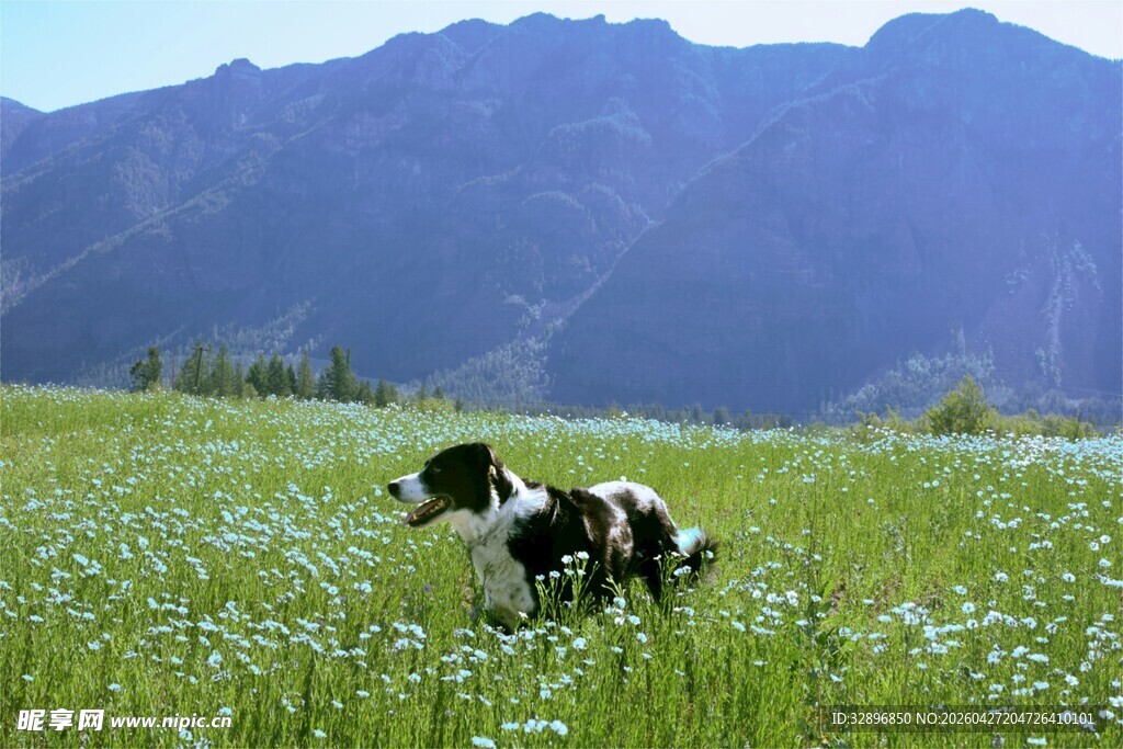 草原上的黑白花狗