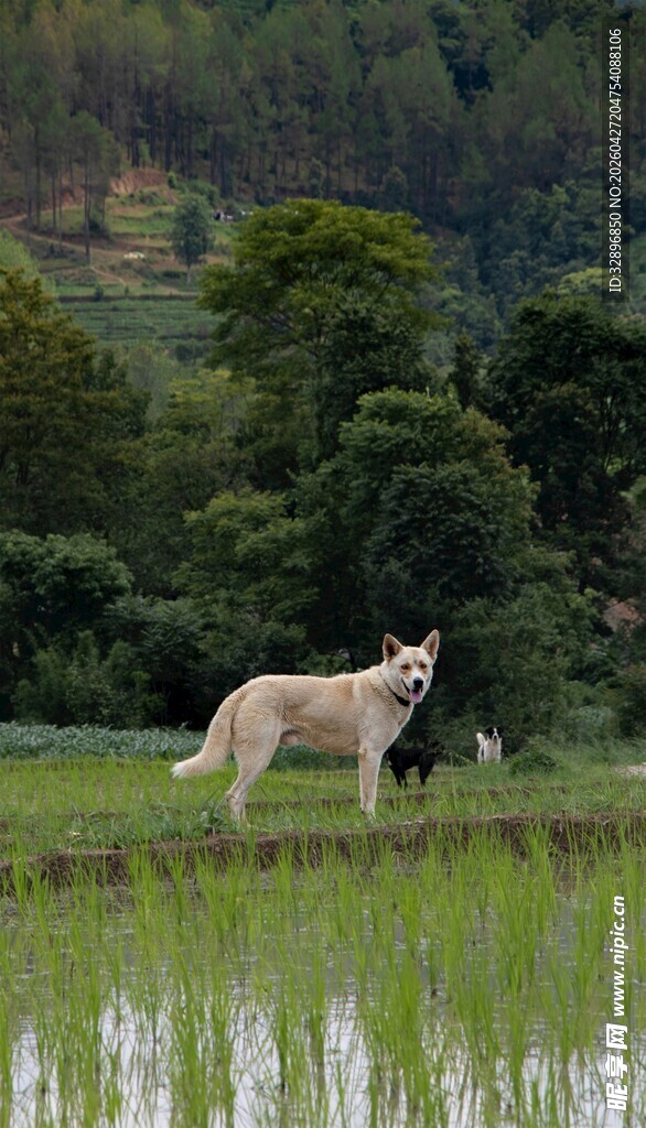 田野中的孤独白狼