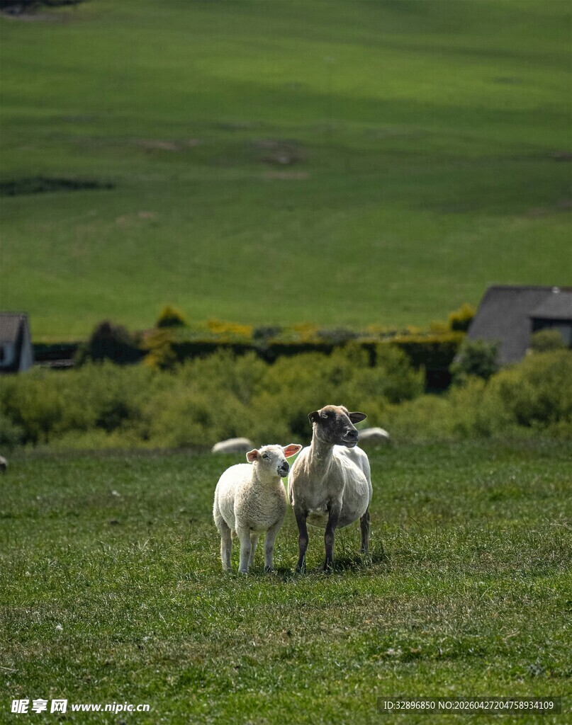 草原上的几只绵羊