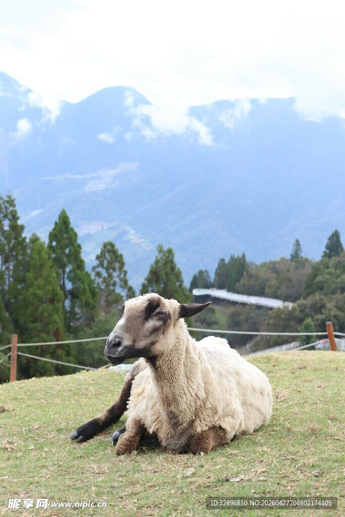 草原上休憩的羊