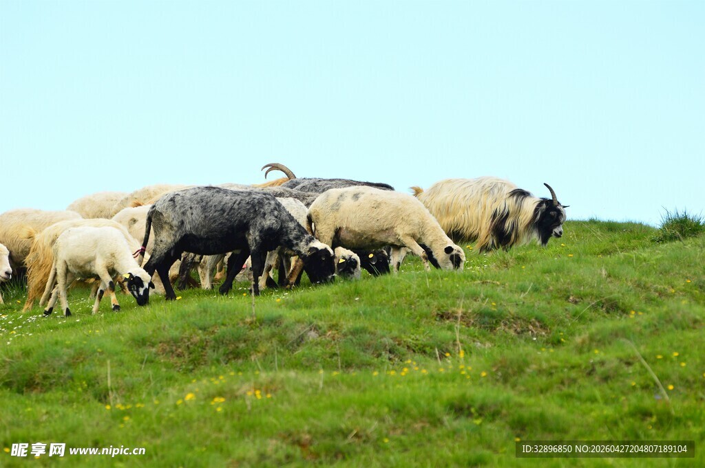 草原上的羊群