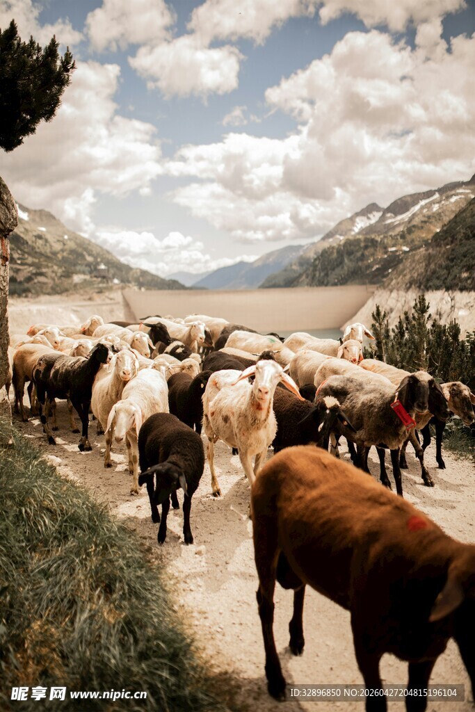 山间牧道上的羊群行进