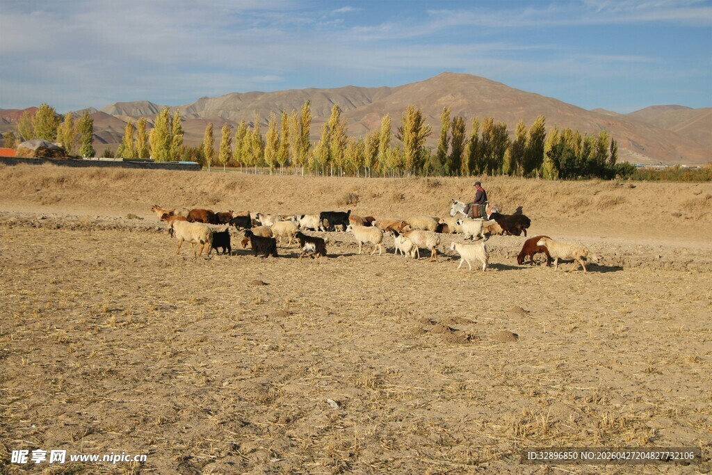草原上休憩的牛群