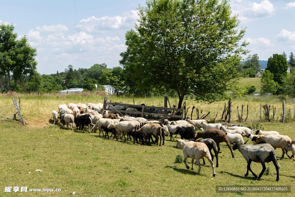 草原上的羊群与牧羊人
