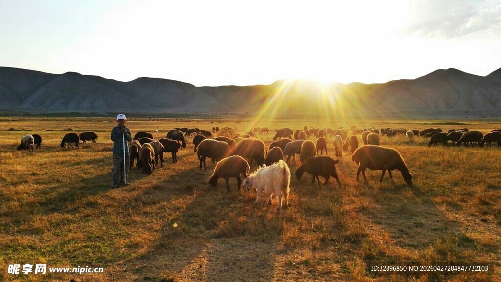 夕阳下的草原牧群景象